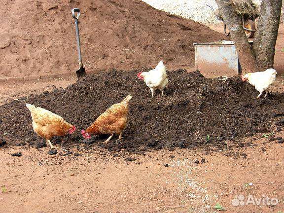 Навоз куриный