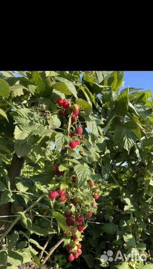 Малиновое варенье, облепиха из кбр опт