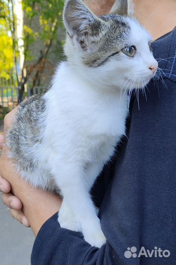 Котенок девочка в дар, бесплатно