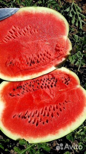 Семена арбуза Манчестер