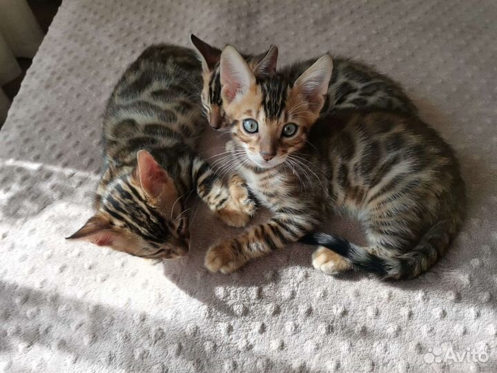 Бенгальские котята