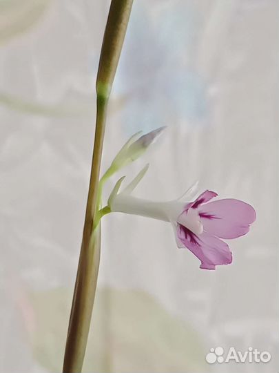 Домашние растения маранта триколор