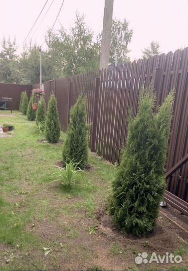 Туи для изгороди
