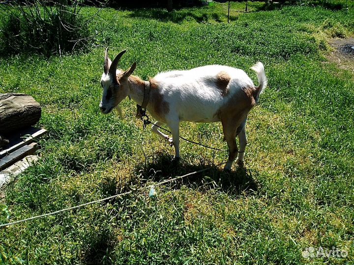 Две козы