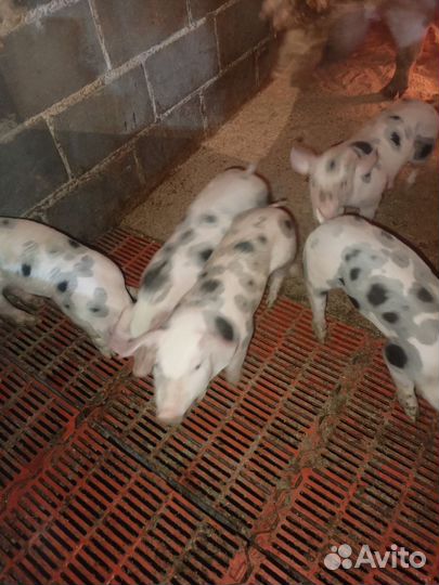 Поросята пьетрен-макстер