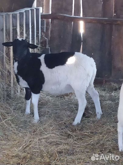 Бараны дорпер