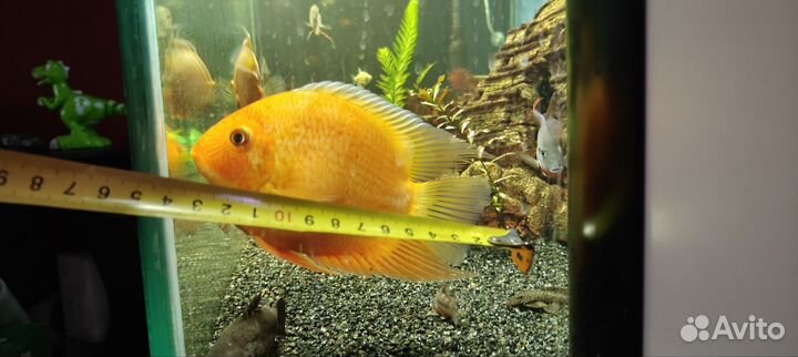 Цихлазома северум красный