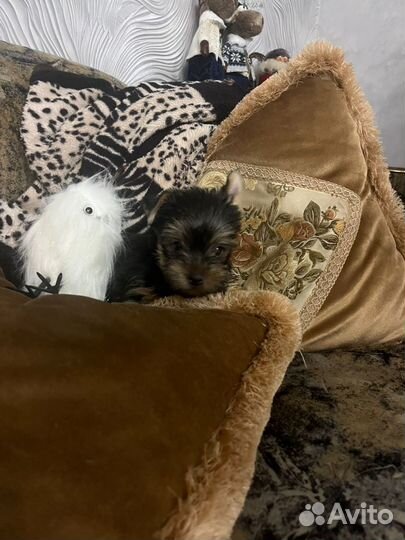 Йоркширский терьер