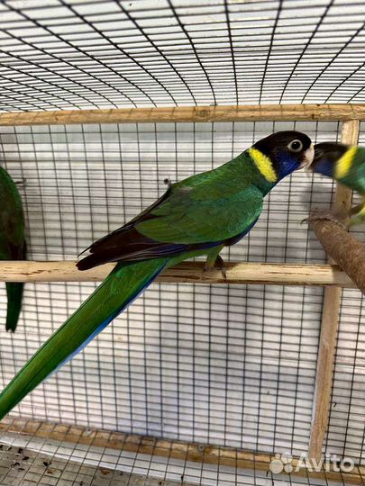 Бернардовые попугаи и розеллы