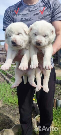 Среднеазиатская овчарка. сао. Алабай