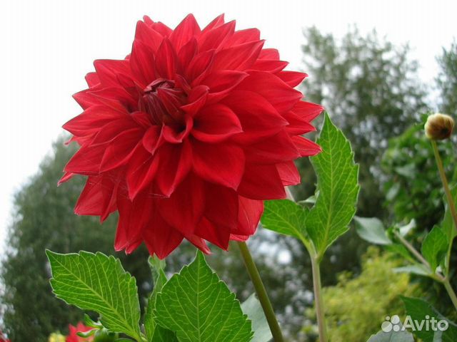 Рассада многолетних цветов купить в Нижнем Тагиле | Товары для дома и ...