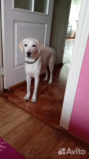 Собака Лабрадор