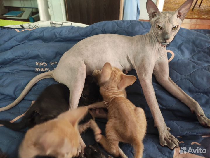 Донской сфинкс котята