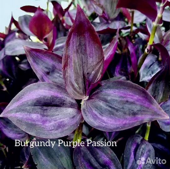 Традесканции