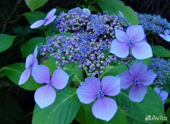 Гортензия Бесконечное Твист эн Шаут