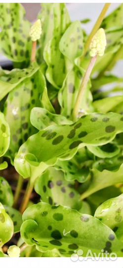 Дримиопсис пятнистый