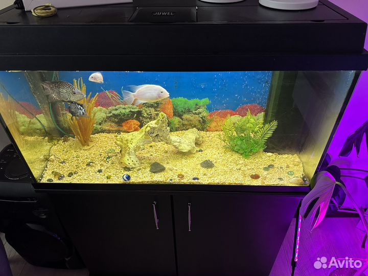 Аквариум с тумбой juwel 110 л