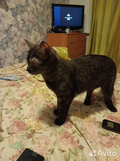 Отдам кочешку