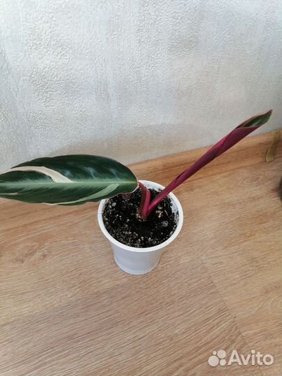 Строманта триколор