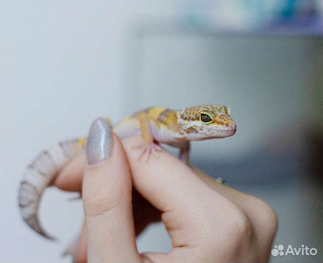 Маленькие эублефары