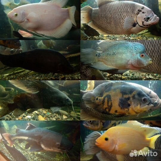 Аквариумные рыбы