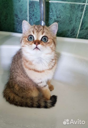 Шотландские котята