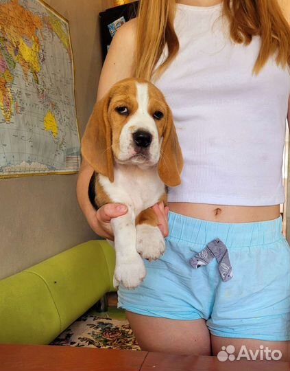 Биглюши плюшевые уши