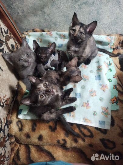 Кошки