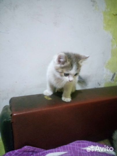Кошка в дар бесплатно