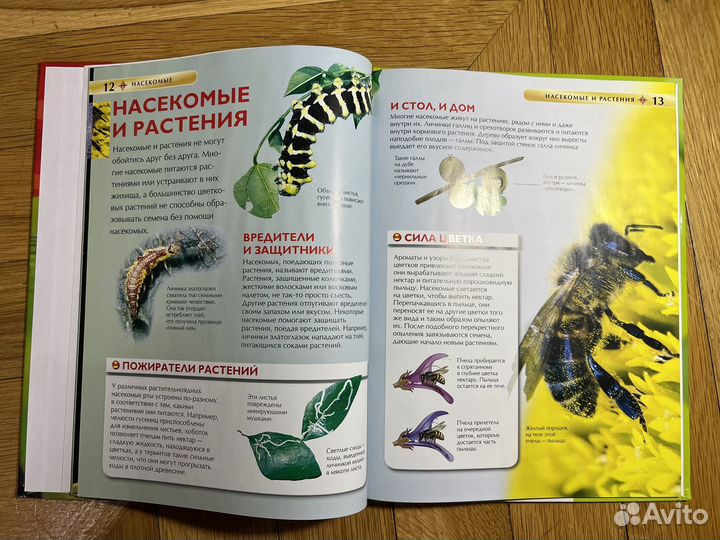 Детская книга о насекомых