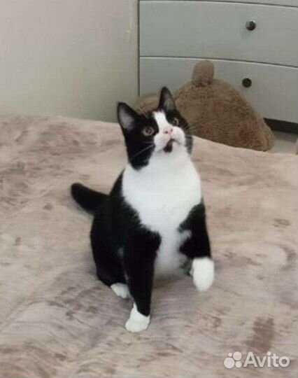 Кошка