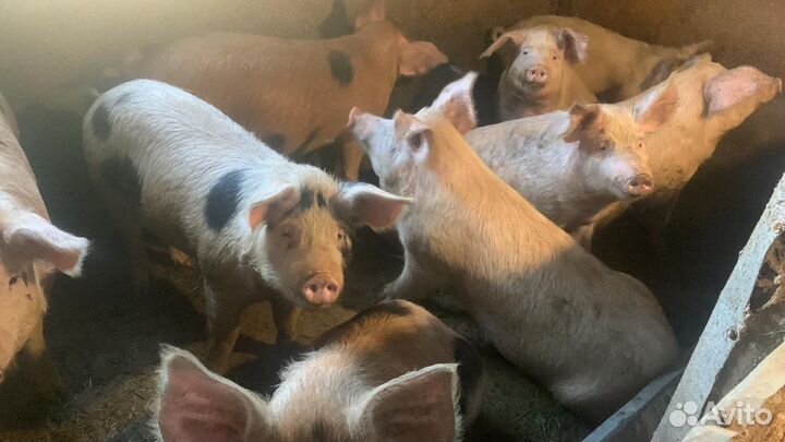 Поросята