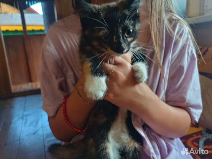 Котята в ответсвенные добрые руки