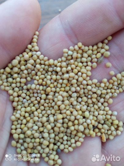 Горчица белая