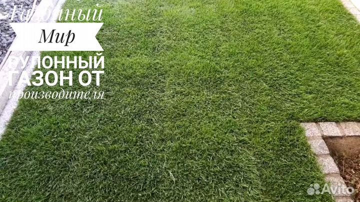 Рулонный газон