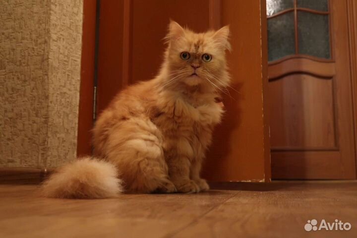 Гостиница для животных