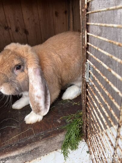 Кролики породы французский баран