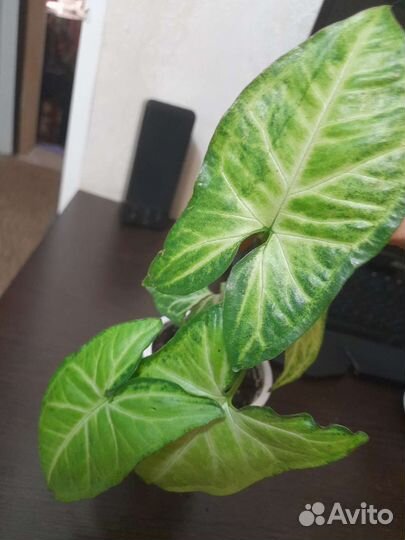 Сингониум батерфляй