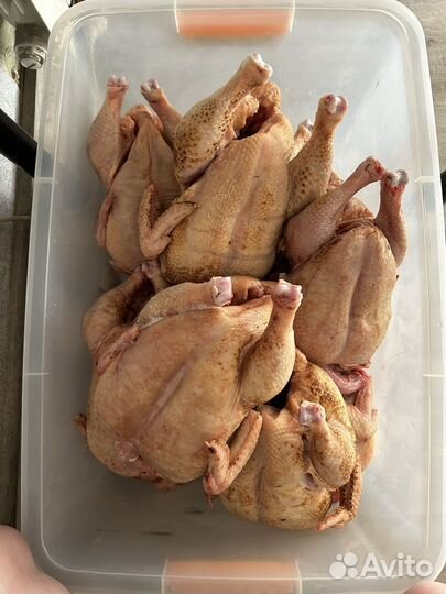 Домашние бройлеры