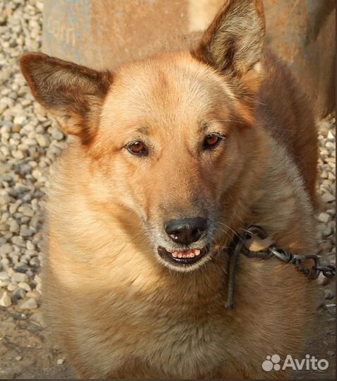 Отдам умнейшую собаку Линду