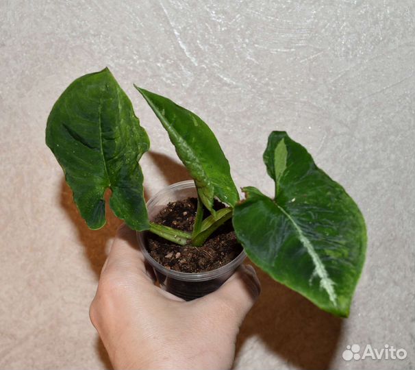 Сингониумы