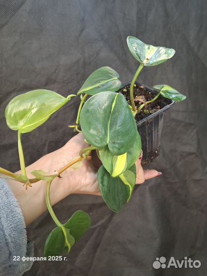 Филодендрон бразил