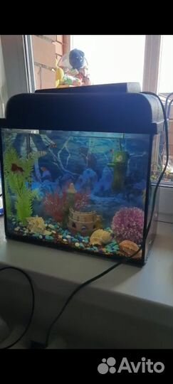 Аквариум