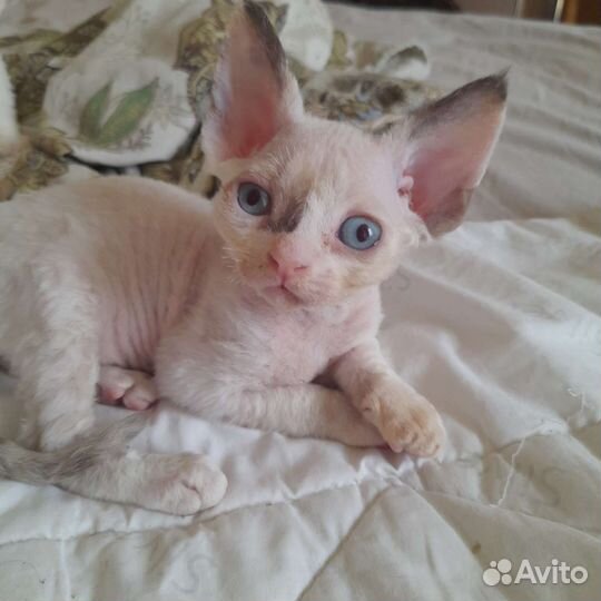 Девон-рекс котята-малыши(для резерва)