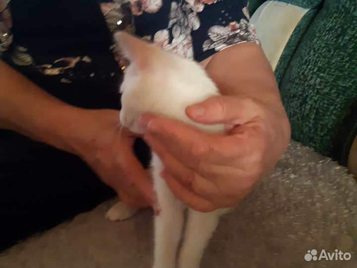 Кошка