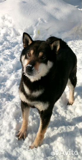 Сиба ину с документами РКФ