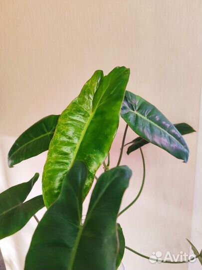 Филодендрон параисо верде