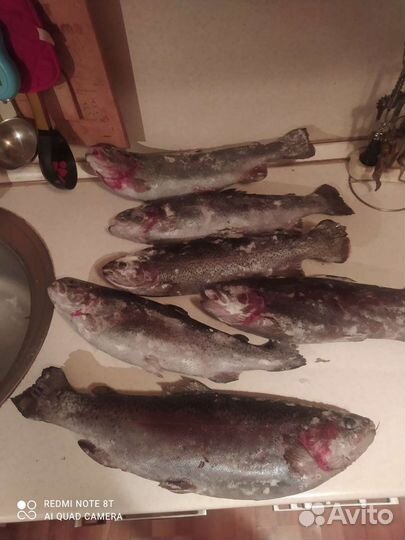 Форель радужная свежая