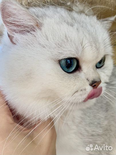 Британский котик серебряная шиншилла