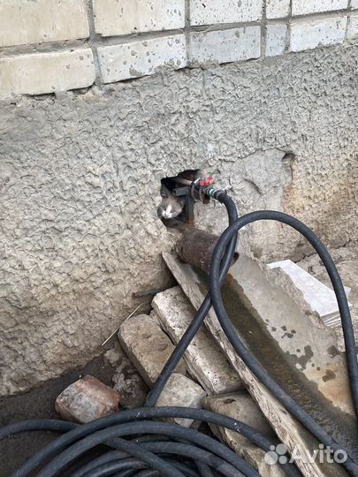 Кошка в дар